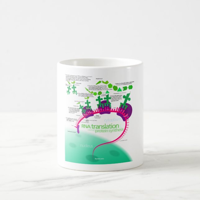 Mug Traduction d'ARN dans le diagramme de synthèse de (Centre)