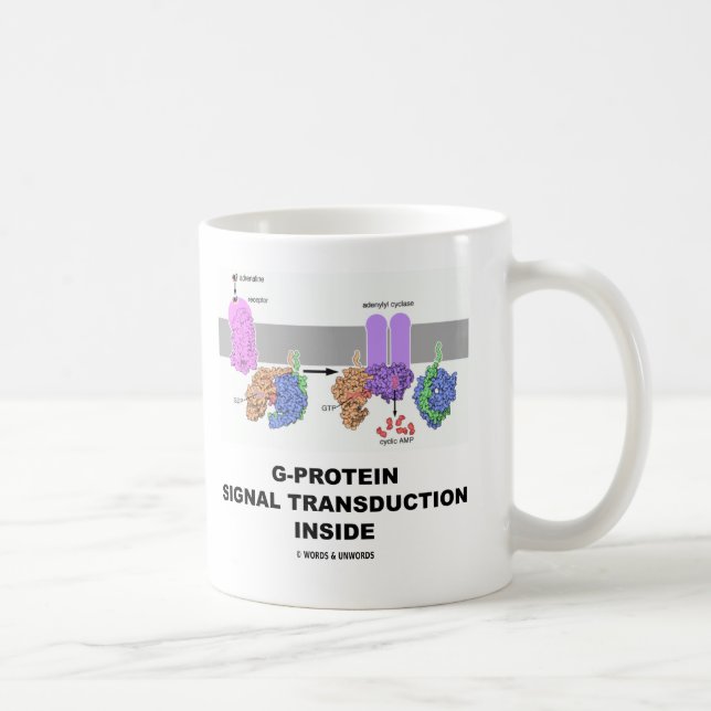 Mug Transduction de signal de G-Protéine à l'intérieur (Droite)