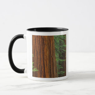 Mug troncs de Séquoia géant en forêt, Yosemite