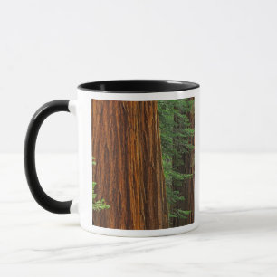 Mug Troncs géants de Sequoia en forêt, Yosemite