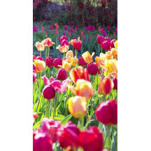 Tulipes au printemps