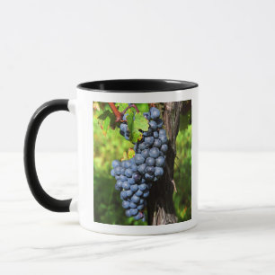Mug Un lot de raisins mûrs merlot sur une vigne avec