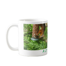 "Un Petit Peu De Noix", Des Écureuils Rouges À L'A