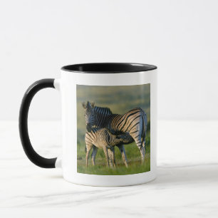 Mug Un zèbre de plaines alimentant son poulain,