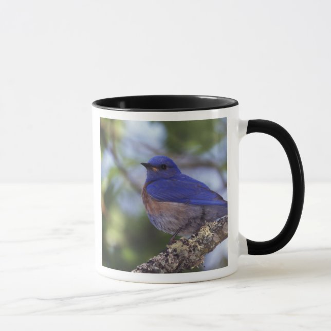 Mug USA, Oregon. Bluebird occidental mâle (Droite)