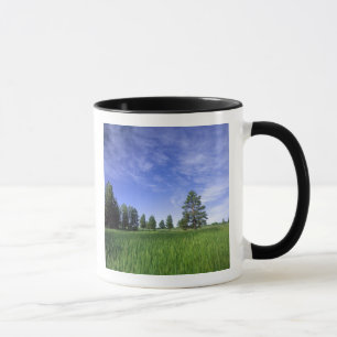 Mug UTAH.États-Unis Ponderosa pines Pinus ponderosa) e