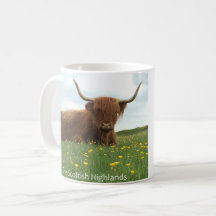 Vache écossaise des Highlands