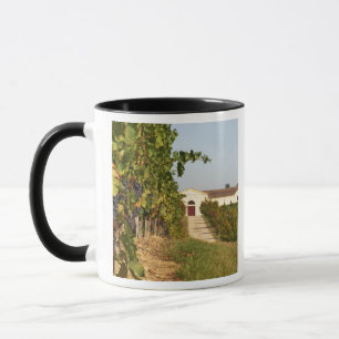Mug Vignobles, vignes de petit verdot et la cave dans