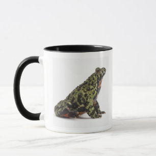 Mug Vue de côté d'un crapaud gonflé par feu orienta
