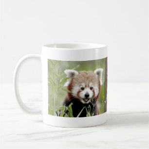 Mugs photo red panda. Panda roux. animals.