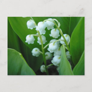 Muguet Postcard