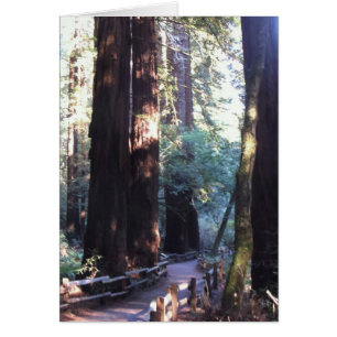 Muir Woods