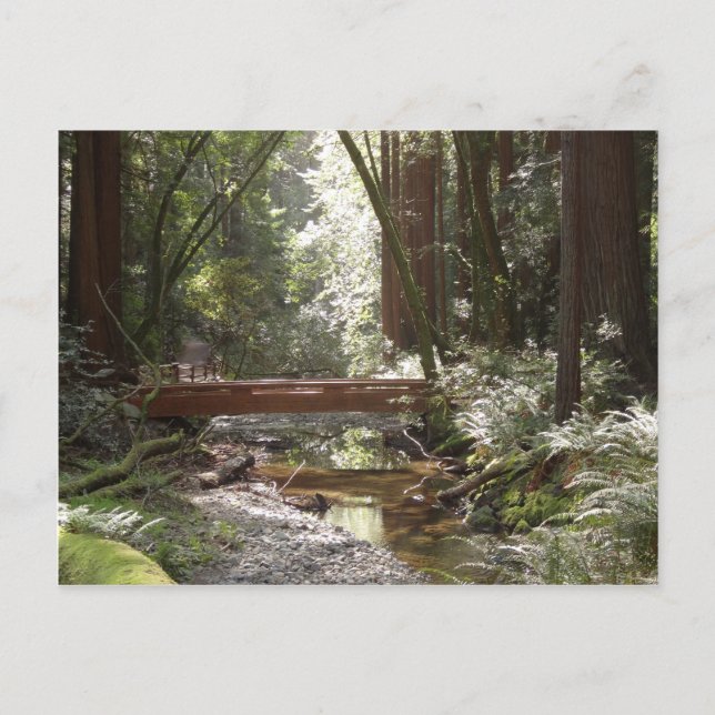 Muir Woods Bridge II Postcard (Front)