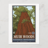 Muir Woods National Monument 3