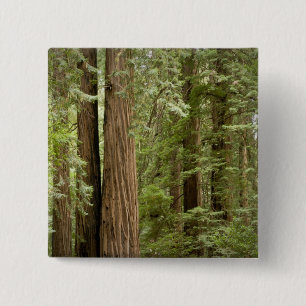 Muir Woods National Monument, Northern 2 Inch Square Button