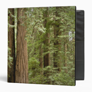 Muir Woods National Monument, Northern Binder