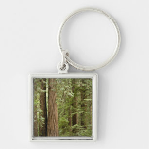 Muir Woods National Monument, Northern Keychain