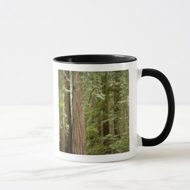 Muir Woods National Monument, Northern Mug (Right)