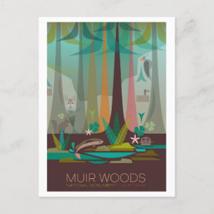 Muir Woods National Monument Postcard