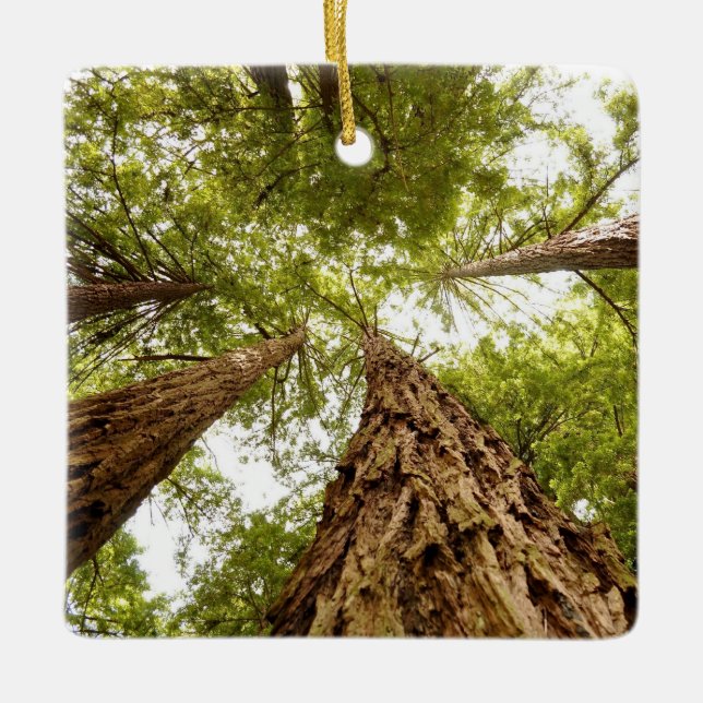 Muir Woods ornament (Front)