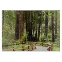 Muir Woods Path I Nature Photography