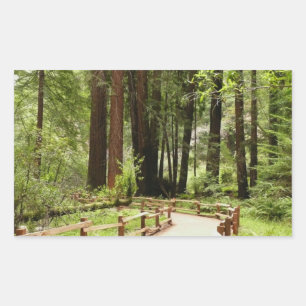 Muir Woods Path I Nature Photography Sticker