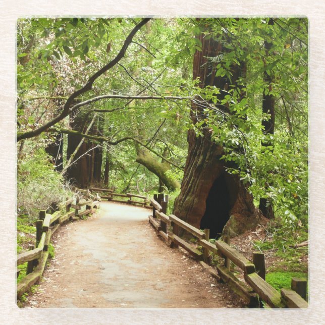 Muir Woods Path II Nature Photography Glass Coaster (Front)