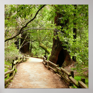 Muir Woods Path II Nature Photography Poster