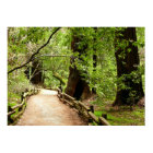 Muir Woods Path II Nature Photography