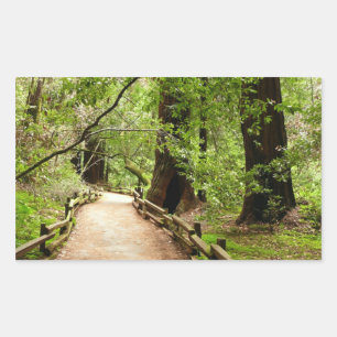 Muir Woods Path II Nature Photography Sticker