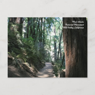 Muir Woods Post Card
