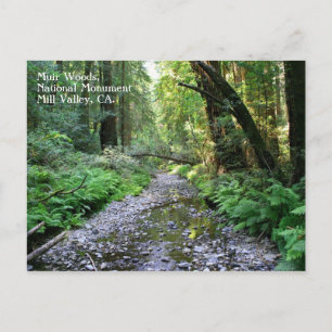 Muir Woods Postcard