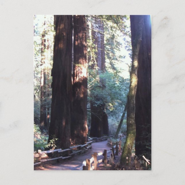 Muir Woods Postcard (Front)