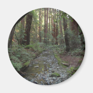 Muir Woods Stream Forest Landscape Magnet