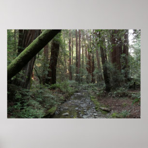 Muir Woods Stream Poster