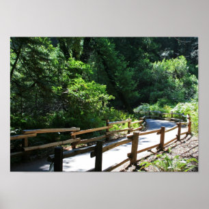"Muir Woods Walk" Poster
