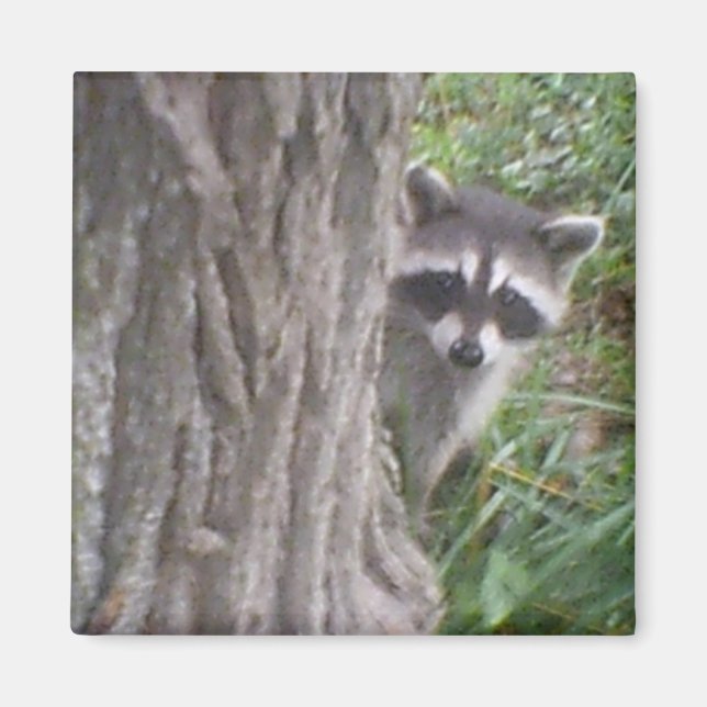 Mulberry the Raccoon Magnet (Front)