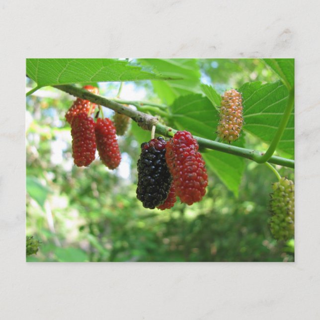Mulberry Tree Postcard (Front)