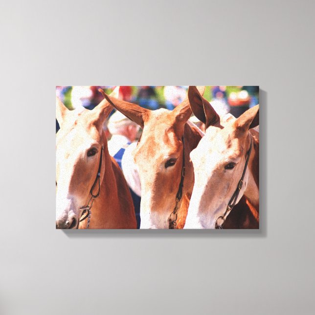 mule days in columbia tn canvas print (Front)