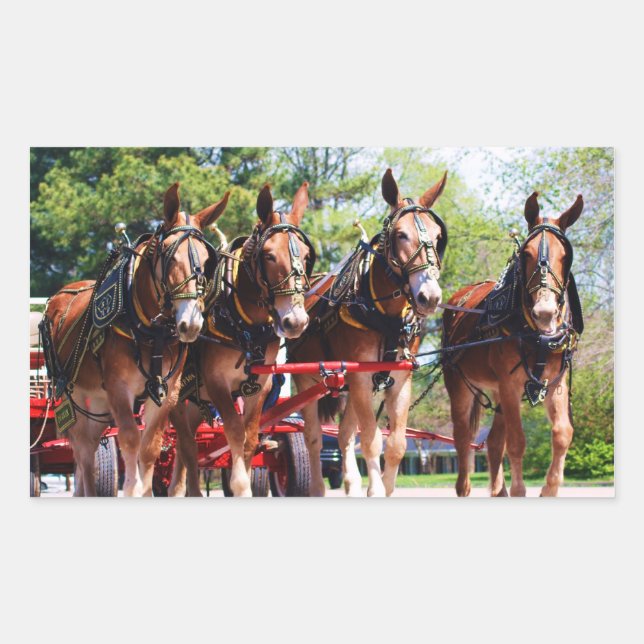 mule days sticker (Front)