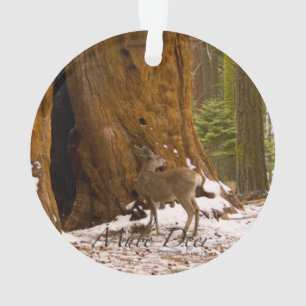 Mule Deer