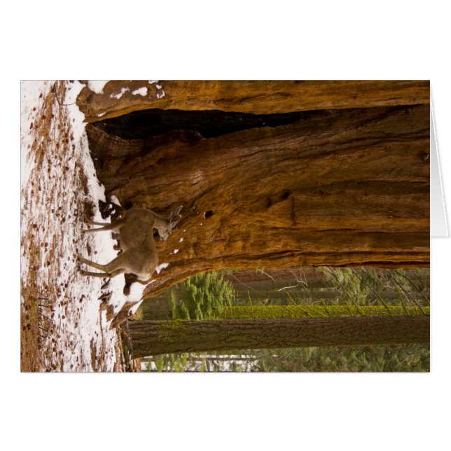 Mule Deer (Front Horizontal)