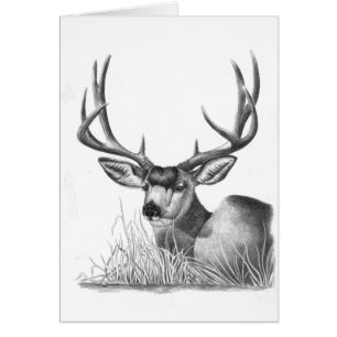 mule deer 88