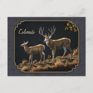 Mule Deer Buck and Doe Grey Custom Postcard
