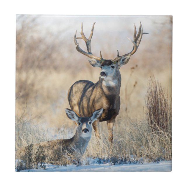 Mule Deer Buck and Doe Tile (Front)
