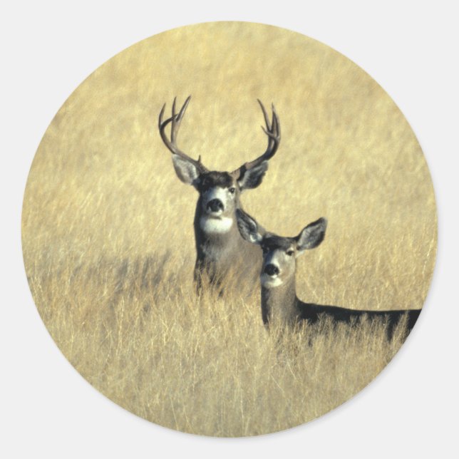 Mule Deer Buck - Doe Classic Round Sticker (Front)