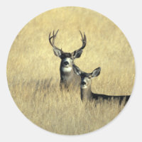 Mule Deer Buck - Doe