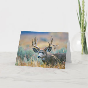 Mule Deer Buck   Grand Teton National Park Wyoming Card