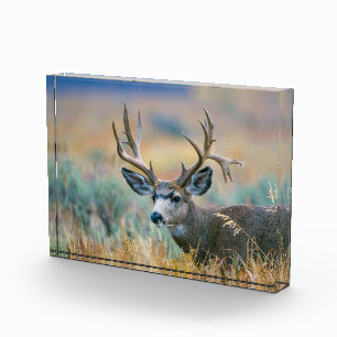 Mule Deer Buck   Grand Teton National Park Wyoming Photo Block