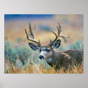 Mule Deer Buck   Grand Teton National Park Wyoming Poster